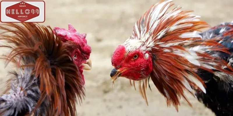 Cách chọn gà & đặt cược đá gà cựa sắt 