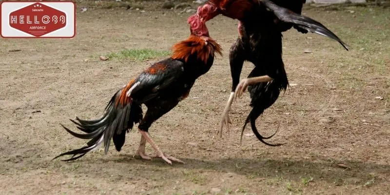 Đặc điểm nổi bật của đá gà cựa sắt